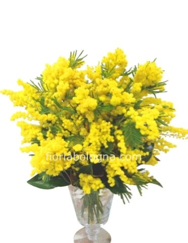 Fascio di mimosa